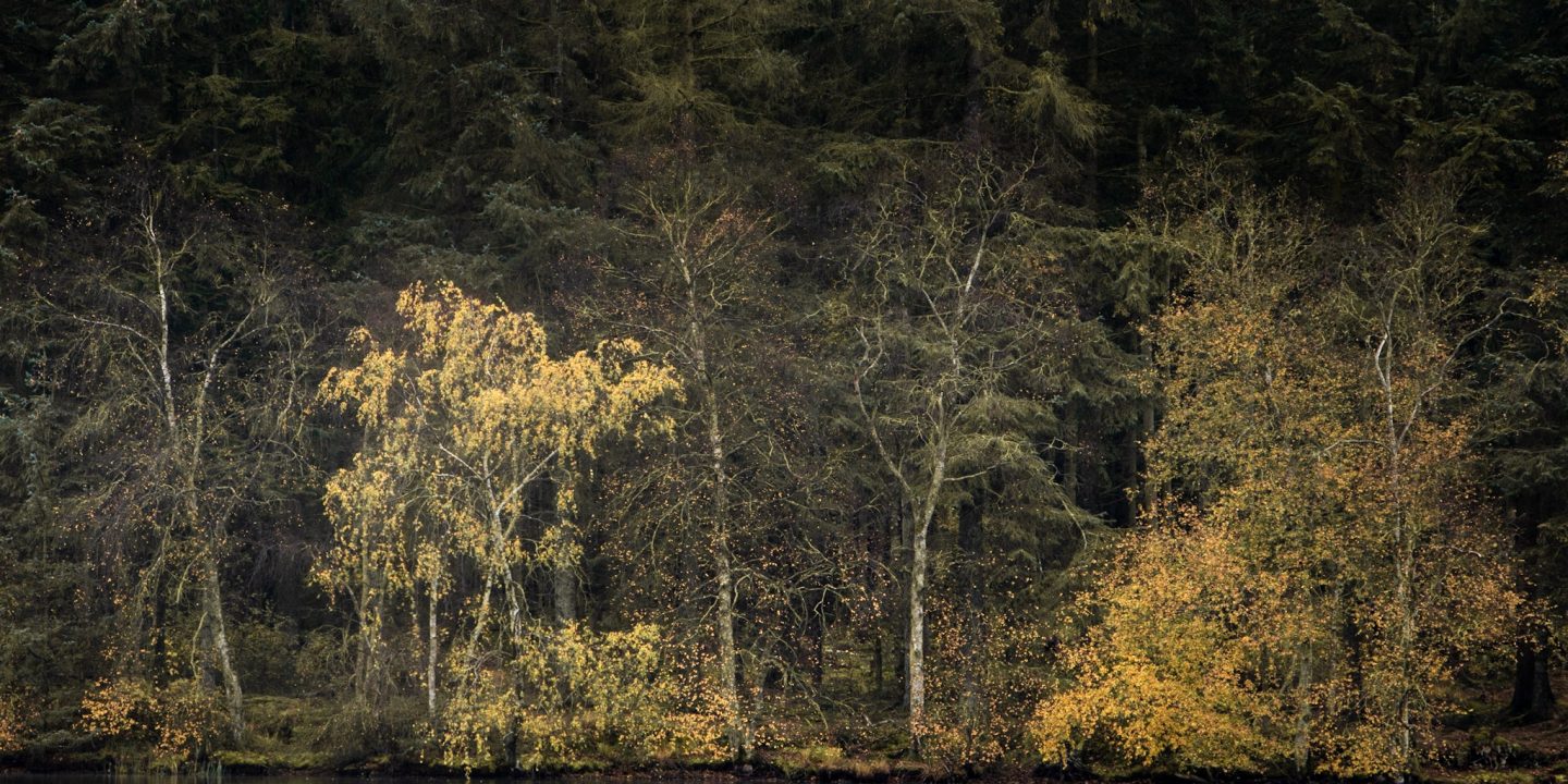 Forest colors